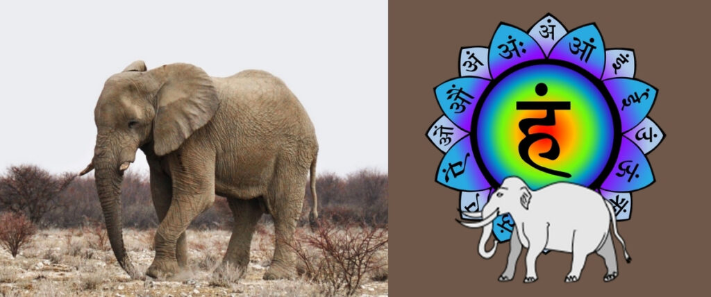 Eléphant, symbole du Vishuddhi Cakra