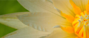 Yogamrita bandeau fleur jaune