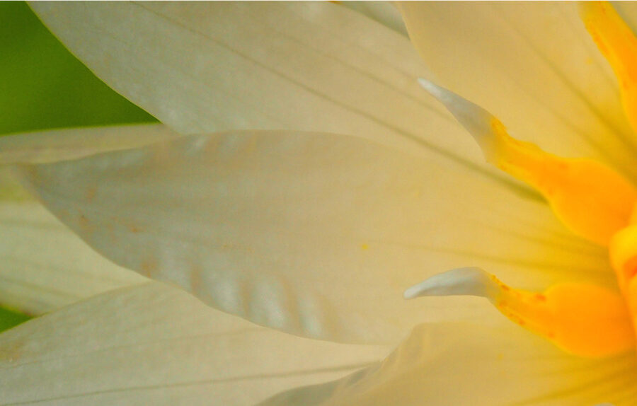 Yogamrita bandeau fleur jaune