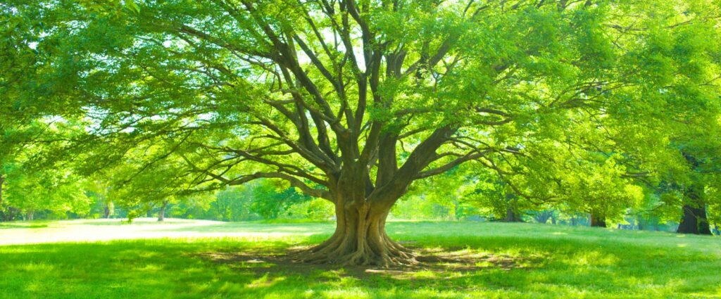 Arbre vert inspirant