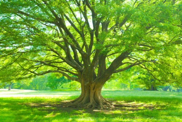 Arbre vert inspirant