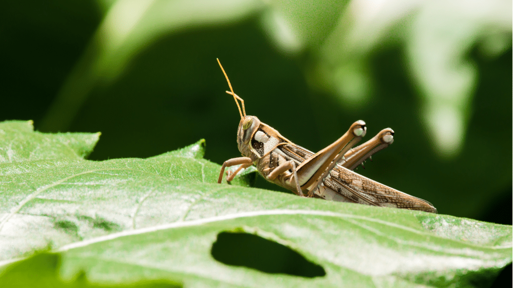 Ardha Salabhasana, la posture de la Demi-Sauterelle