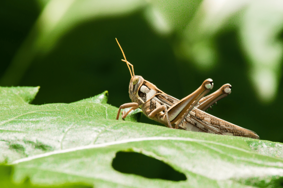 Ardha Salabhasana, la posture de la Demi-Sauterelle