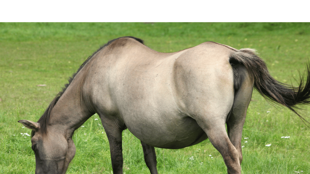 Ashvini Mudra, « le geste de la Jument », une préparation à Mula Bandha