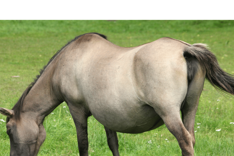 Ashvini Mudra, « le geste de la Jument », une préparation à Mula Bandha