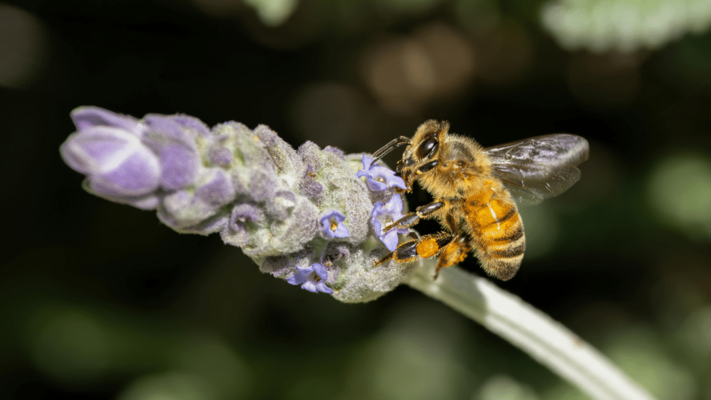 Bhramari Pranayama et Nadanusandhana, l’écoute des sons subtils