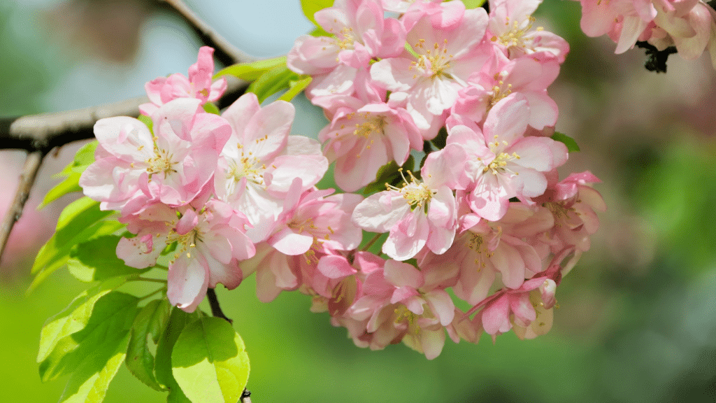 C’est le printemps