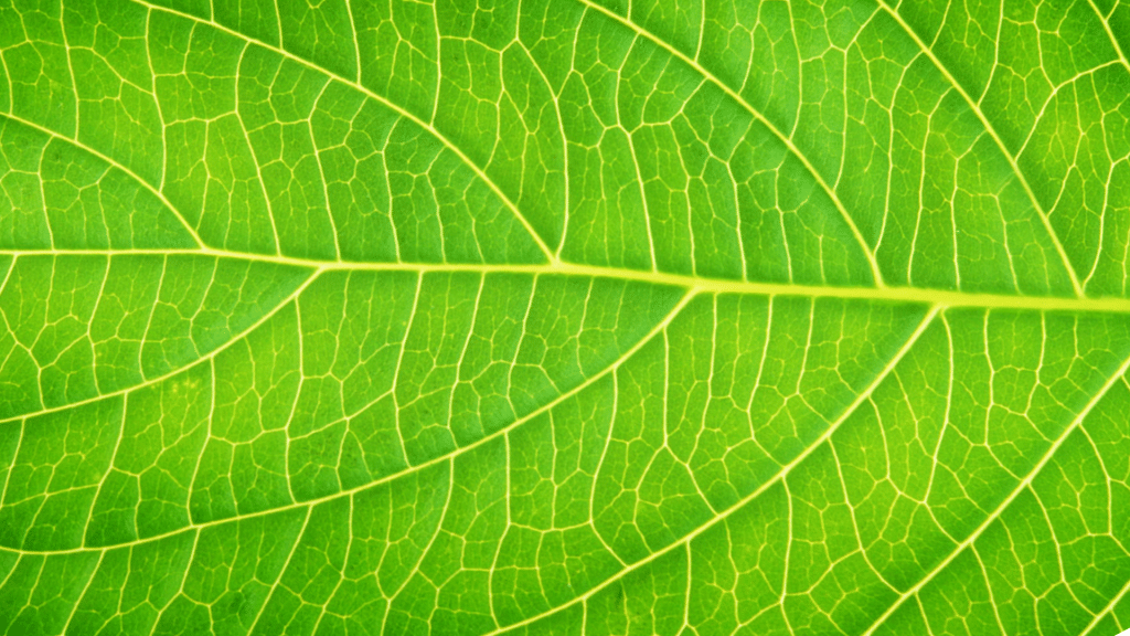 Le jeûne: effets – jeûne court – jeûne liquide