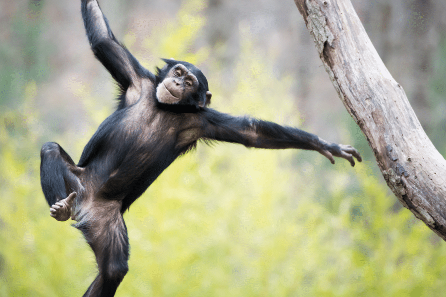 Le mental – A propos de Kshipta et de la concentration