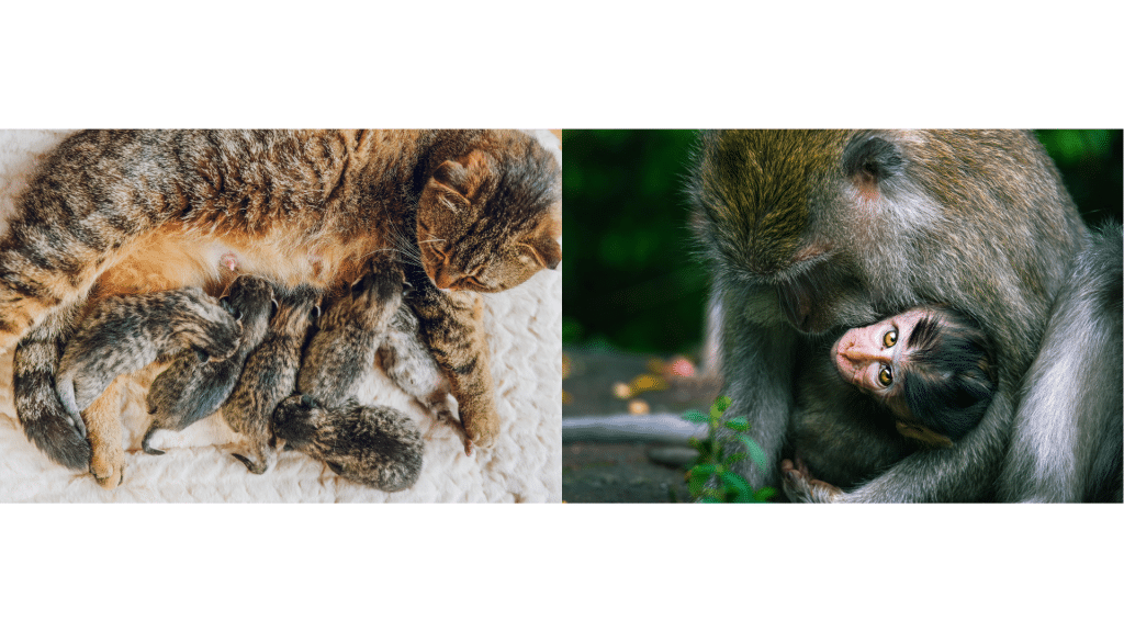 Le singe, le chat et leurs petits – Markata Kishora Nyaya