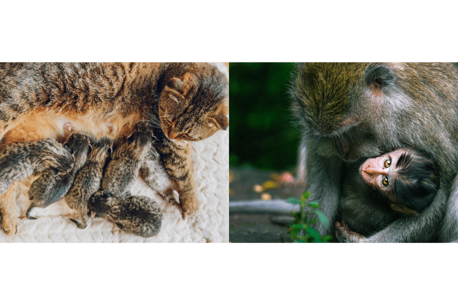 Le singe, le chat et leurs petits – Markata Kishora Nyaya