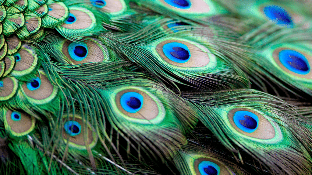 Mayurasana, la posture du Paon