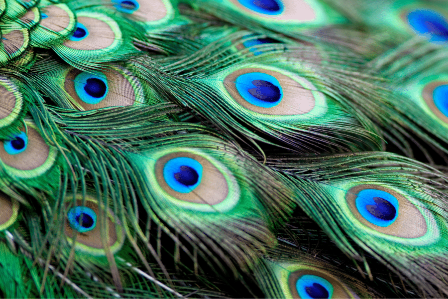 Mayurasana, la posture du Paon