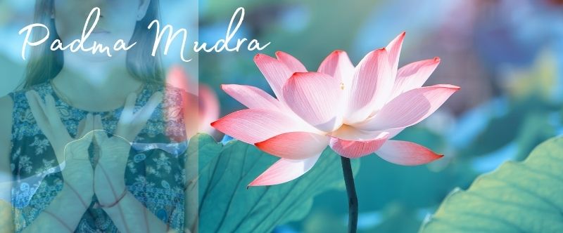 Padma Mudra, le Geste du Lotus