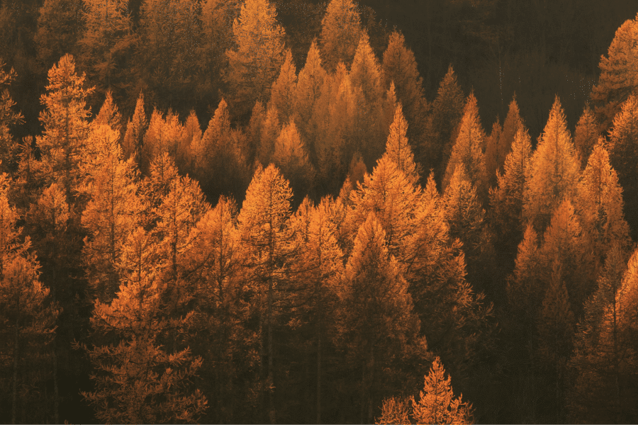 Variante de Dvipada Pittham