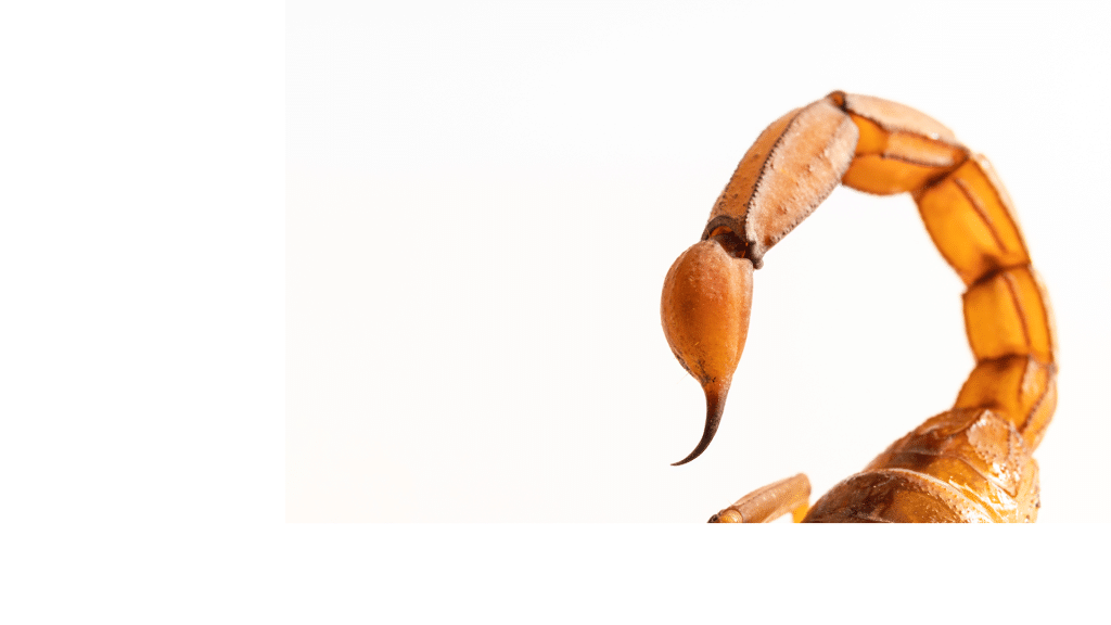 Vrischikasana, la posture du Scorpion