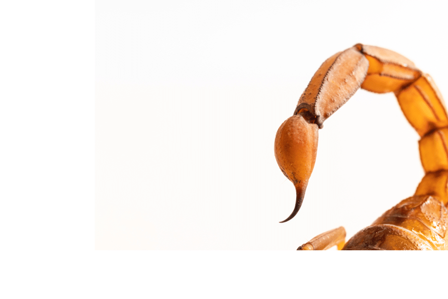 Vrischikasana, la posture du Scorpion