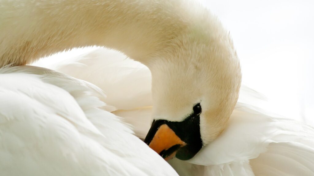 cygne