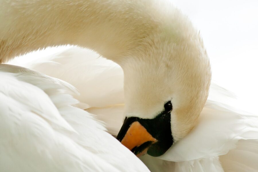 cygne