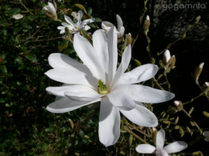 fleur blanche arbuste jardin