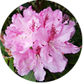 fleurs rhododendron rose