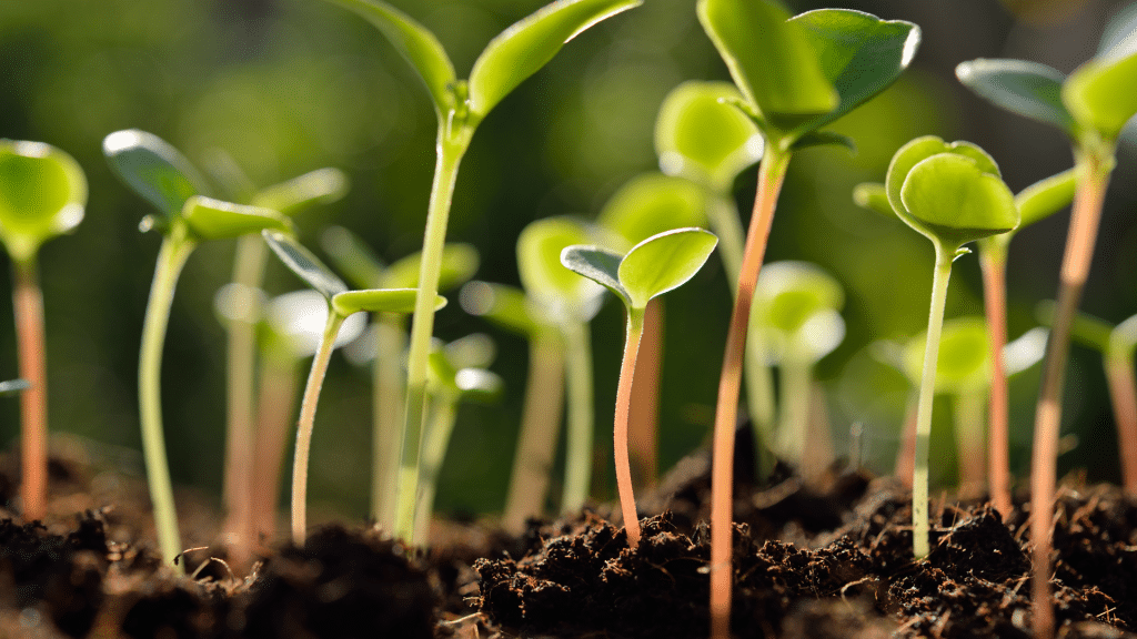 Graines germées et alimentation vivante