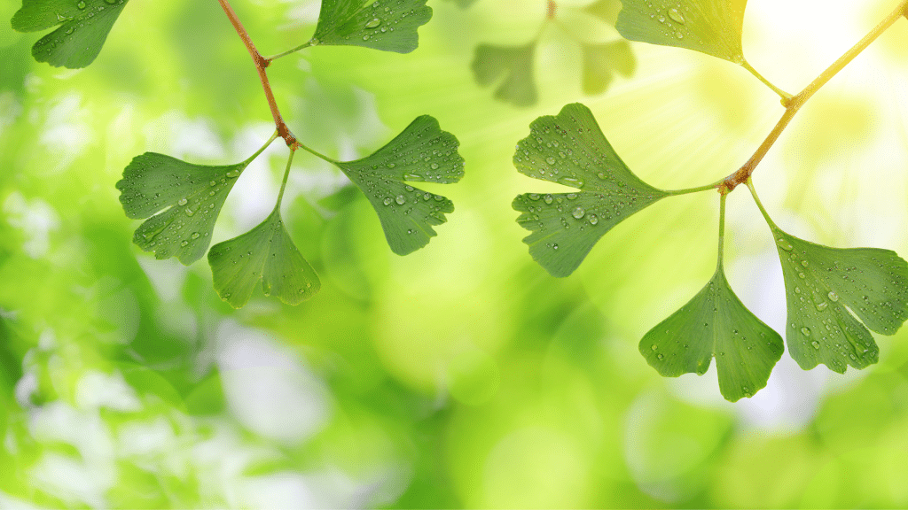 il n'y a pas de fin a l'apprentissage de l'ayurveda