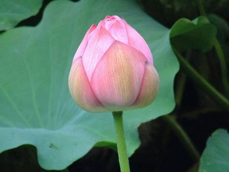 lotus ferme