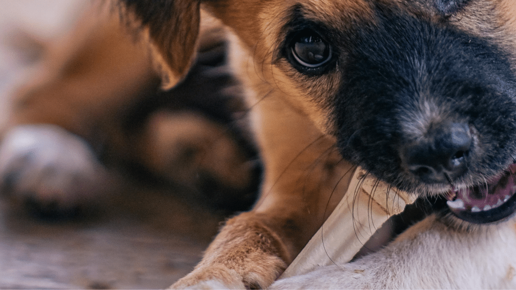 Mastication et Prana