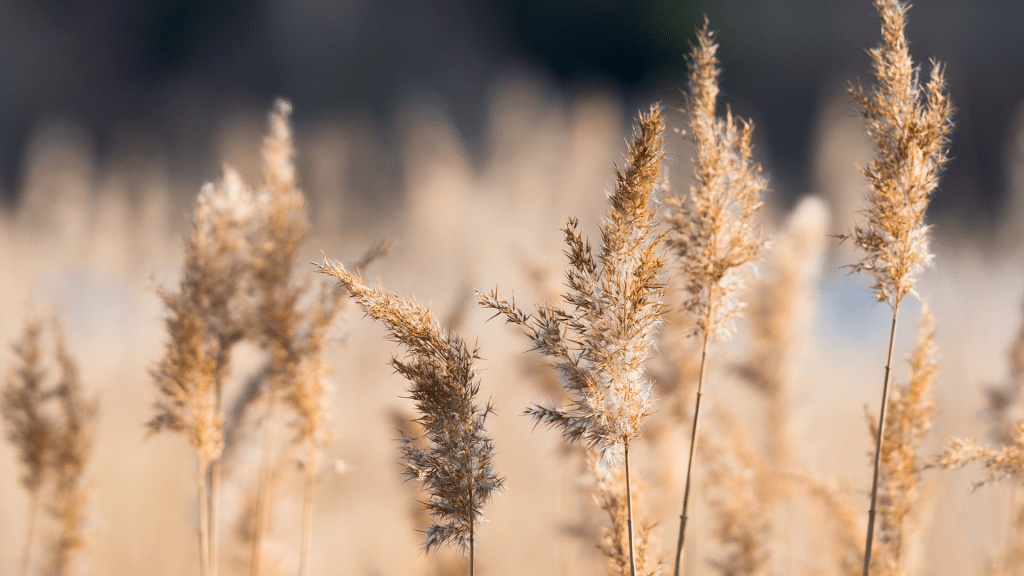 La force de la concentration - roseaux