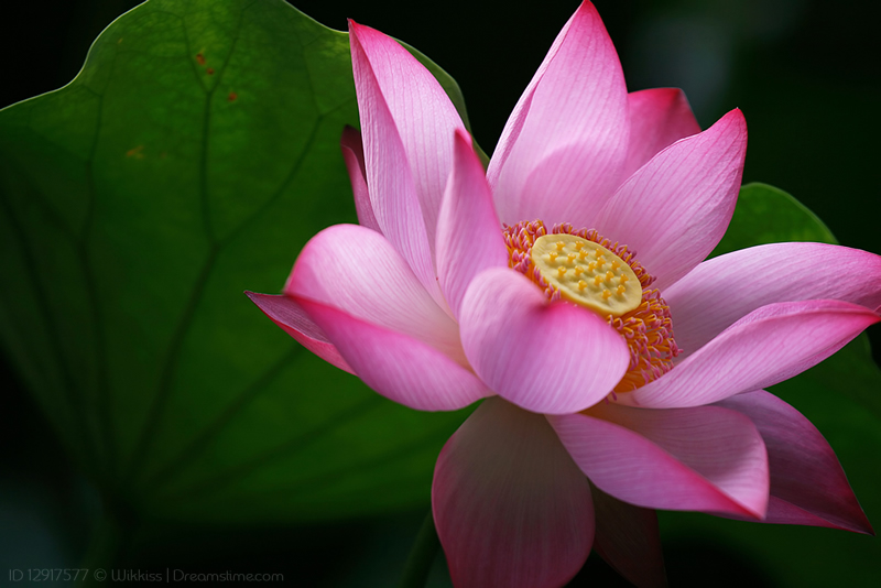 yogamrita lotus